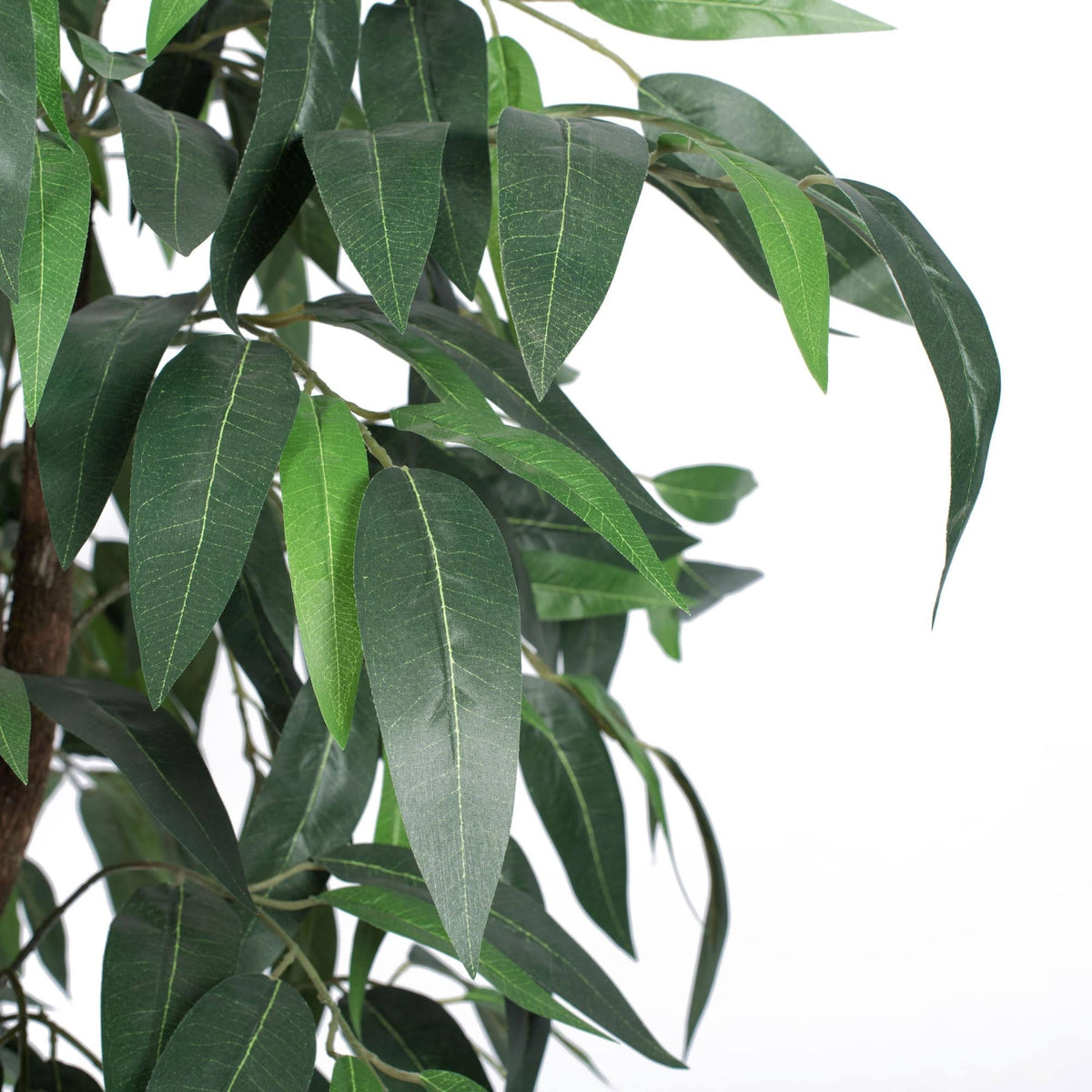 Green Mango Executive J6035