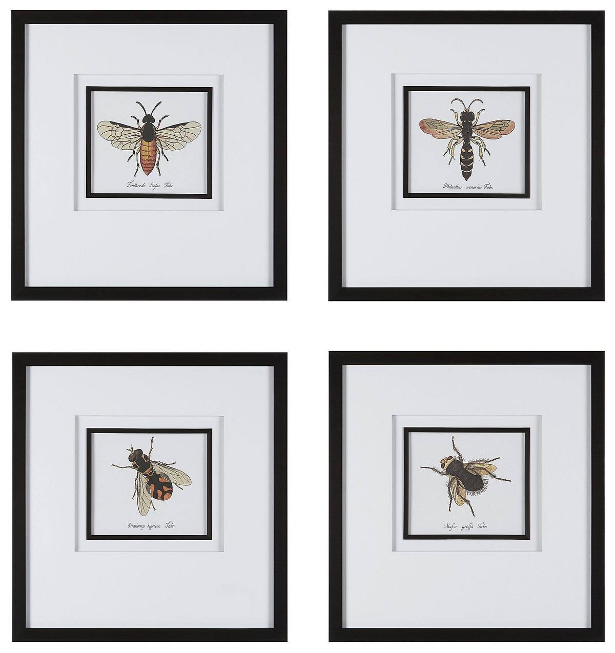 Set of 4 Framed Prints Y9168