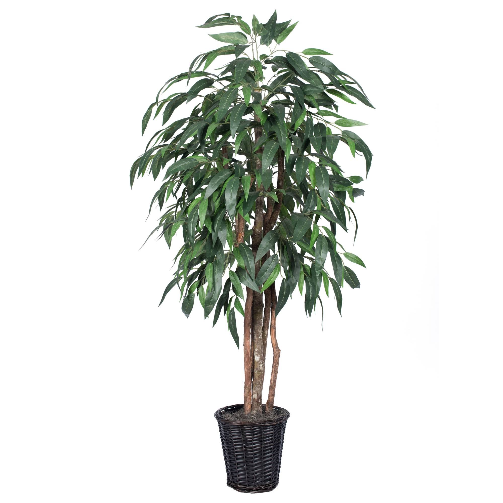 Green Mango Executive J6035