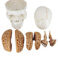 3-Part Numbered Human Skull Model with Removable 8-Part Brain J91197