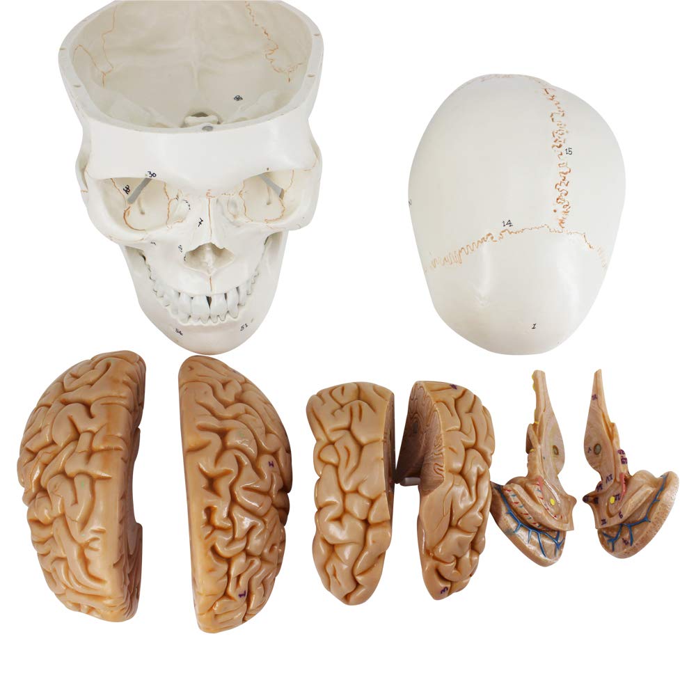 3-Part Numbered Human Skull Model with Removable 8-Part Brain J91197